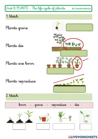 Plants Life Cycle for First Graders