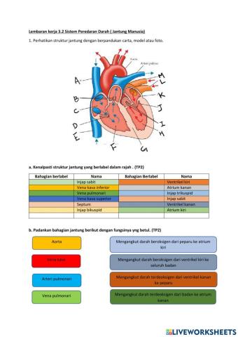 3.2 Sistem peredaran darah(jantung manusia)