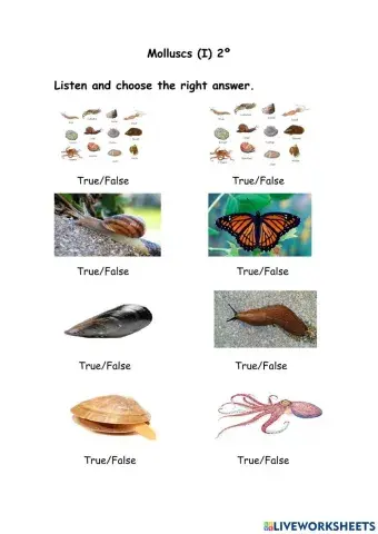 Molluscs (I) 2º