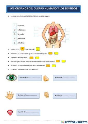 Los organos del cuerpo humano