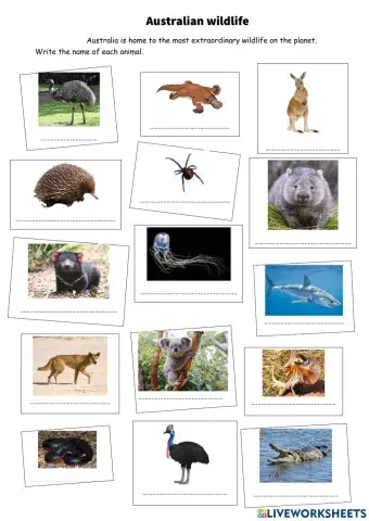 Australia animals