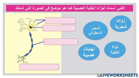 تركيب الخلية العصبية