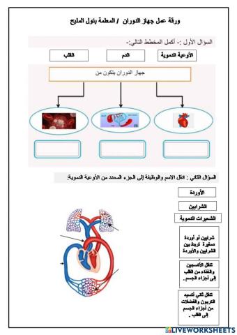 جهاز الدوران
