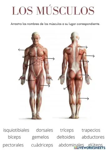 Músculos y Articulaciones
