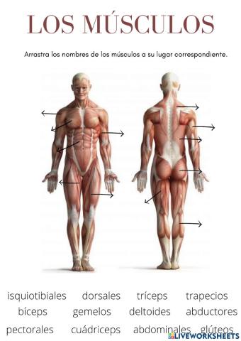 Músculos y Articulaciones