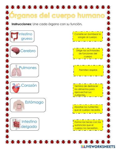 Órganos del cuerpo humano
