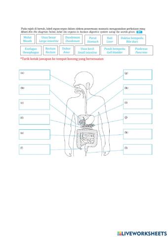3.3 human digestive system