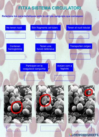 Cèl·lules sanguínies