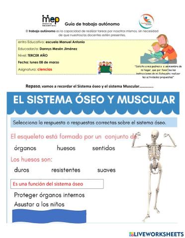 Sistema Muscular