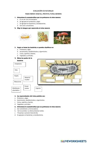 Reinos monera, protista, vegetal y hongo