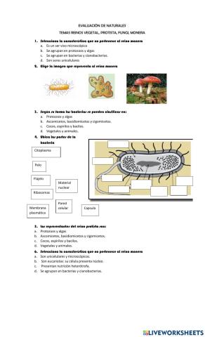 Reinos monera, protista, vegetal y hongo