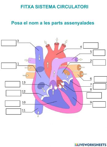 Parts del cor