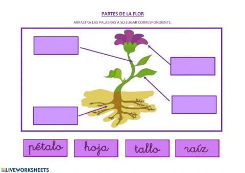 Partes de la flor