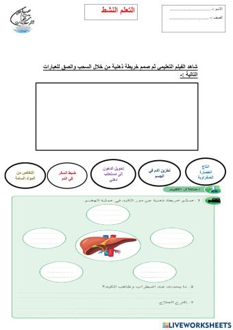 الجهاز الهضمي