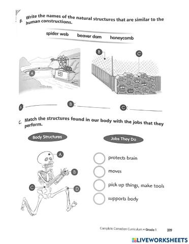 What natural structure do these structures look like?
