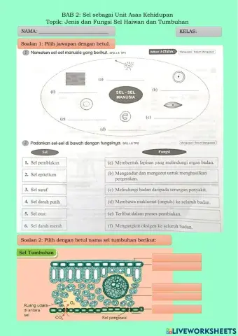 Jenis dan Fungsi Sel Haiwan dan Tumbuhan