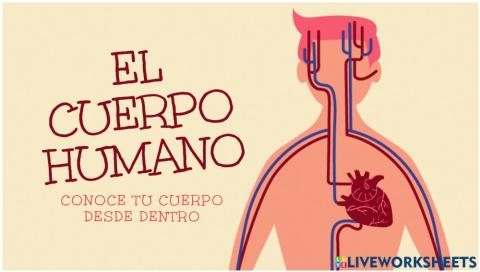 Cuerpo humano