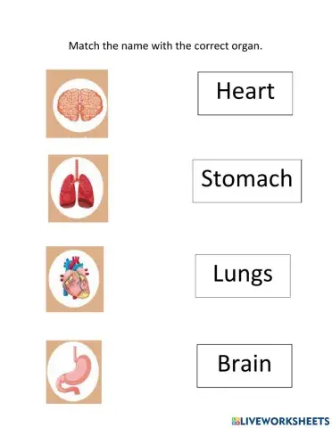 Organs