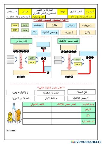 المقارنة بين  تخمر حمض الاكتيك والتخمر الكحولي