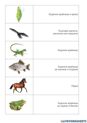 Движение при животните