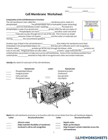 Cell Membrane Worksheet