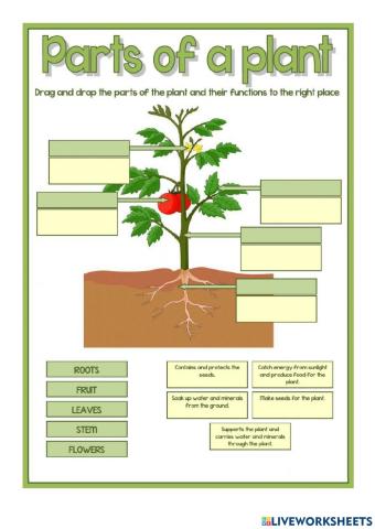 Parts of a plant