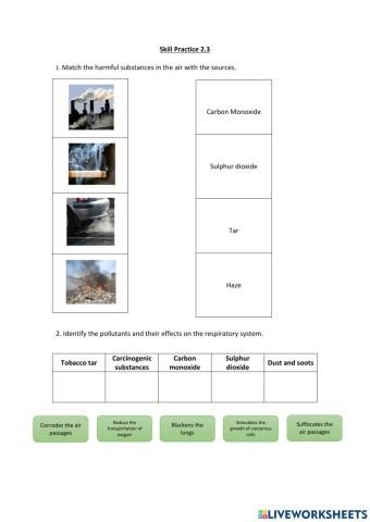 Human respiratory system