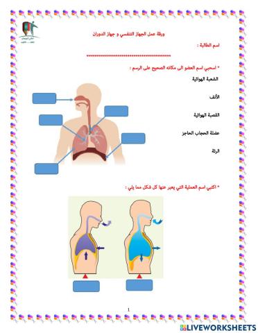 ورقة عمل الجهاز التنفسي و جهاز الدوران