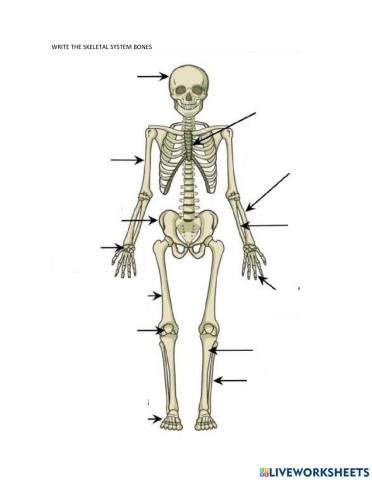 Skeletal