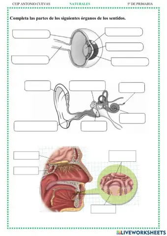 Los órganos de los sentidos
