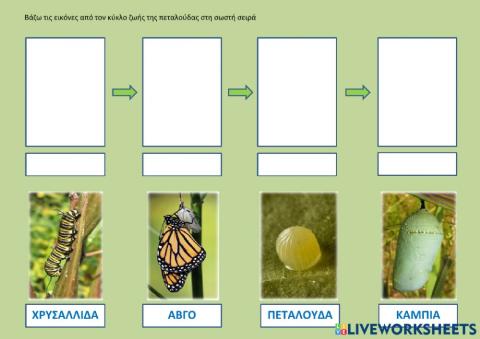 Ο κύκλος ζωής της πεταλούδας