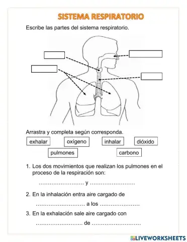Sistema respiratorio