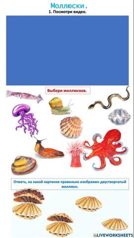 Окружающий мир.Беспозвоночные. Моллюски.
