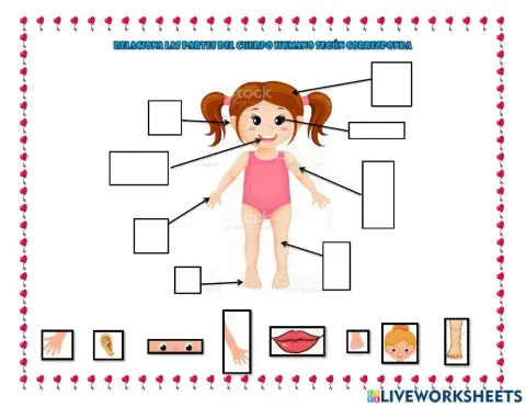 Partes del cuerpo humano