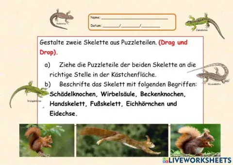 Puzzle-Skelette-Eideche-Eichhörnchen