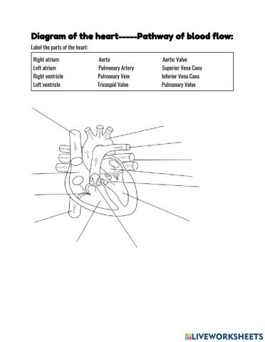 Diagram of heart---Pathway flow of blood