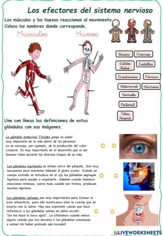 Los efectores del sistema nervioso