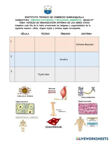 Niveles de organizacion interna de los seres vivos