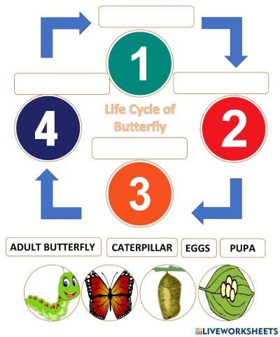 Life cycle of a butterfly
