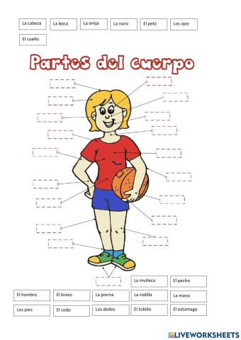 Partes del cuerpo español