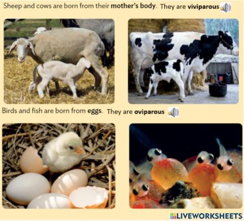 Viviparous-oviparous