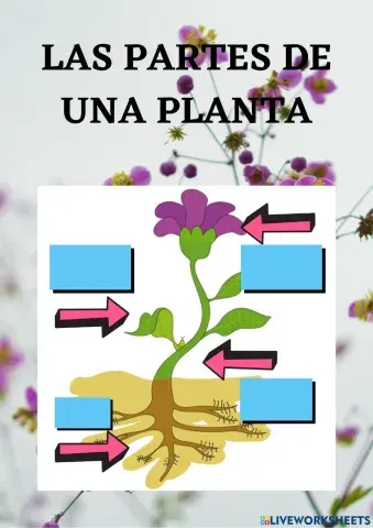 Las partes de una planta