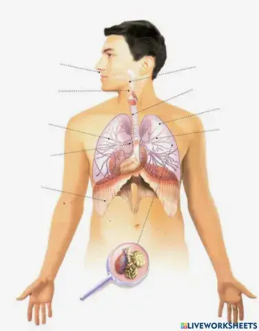 Órganos del sistema respiratorio