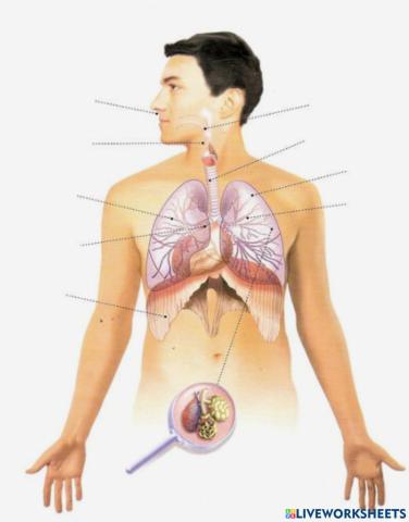 Órganos del sistema respiratorio