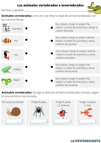 Los animales vertebrados e invertebrados - Segundo básico