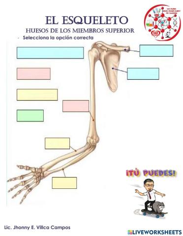 Huesos de los miembros superiores