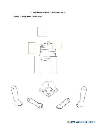 El cuerpo humano y los sentidos