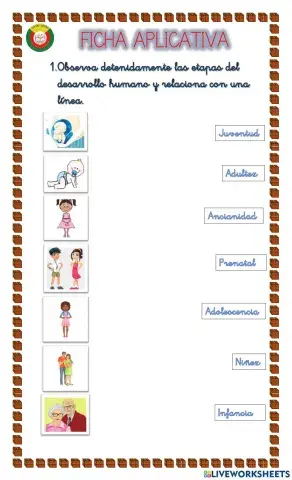Etapas del desarrollo humano