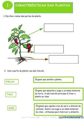 As plantas