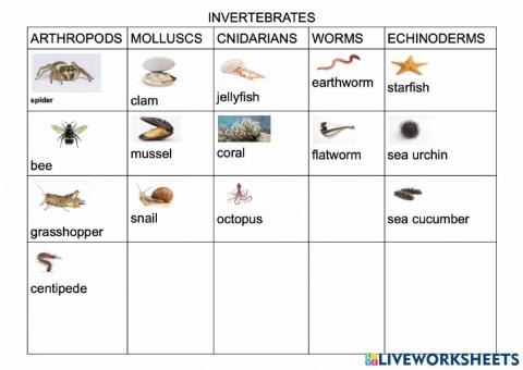 Invertebrates